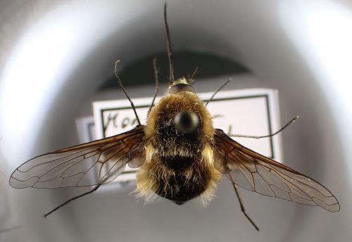 Réf. 345 051 : Bombylius cruciatus