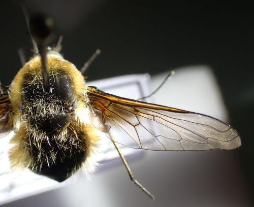 Réf. 345 052 : Bombylius cruciatus