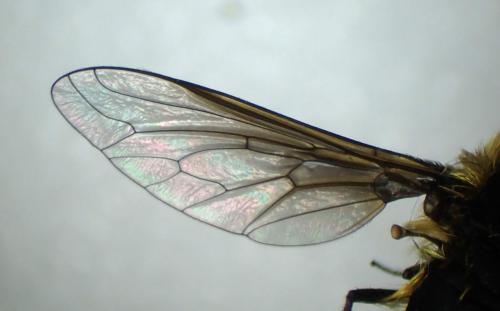 Réf. 345 032 : Bombylisoma sp.
