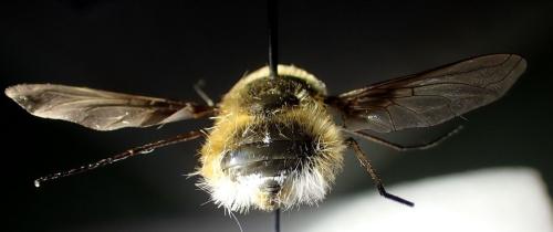 Réf. 345 053 : Bombylius cruciatus
