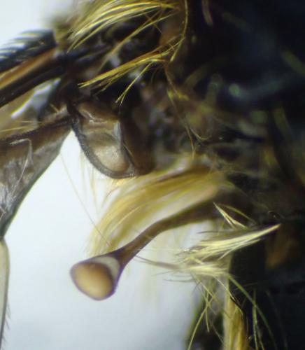Réf. 345 035 : Bombylisoma sp.