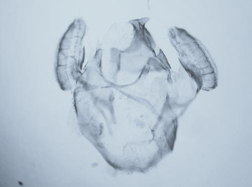 Pseudopostega auritella