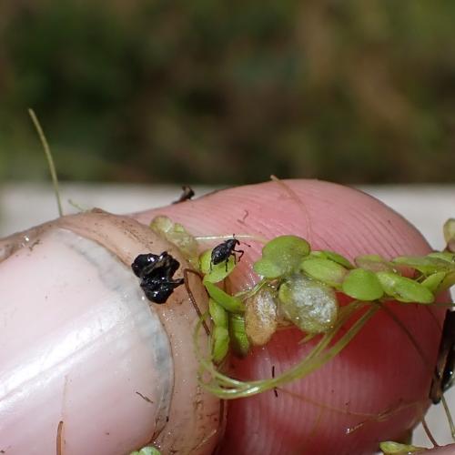 Tanysphyrus lemnae