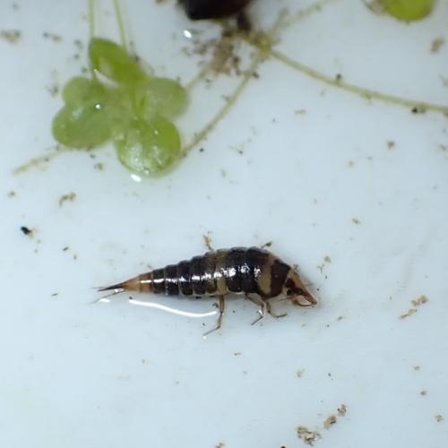 Réf. 345 439 : Hyphydrus ovatus