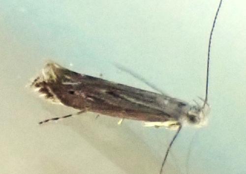 Isophrictis striatella