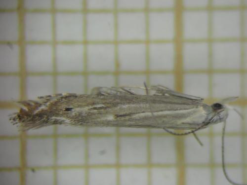 Isophrictis striatella
