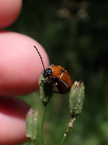 Réf. 345 685 : Exosoma lusitanicum