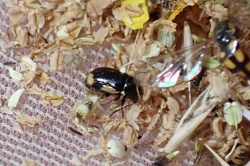Réf. 345 687 : Cryptocephalus moraei
