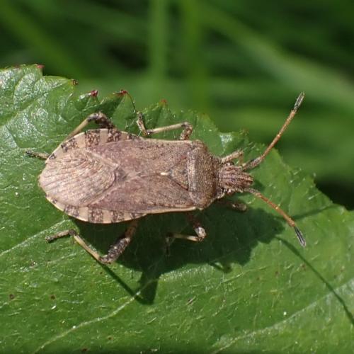 Réf. 345 692 : Ceraleptus gracilicornis