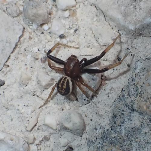 Réf. 345 688 : Xysticus erraticus