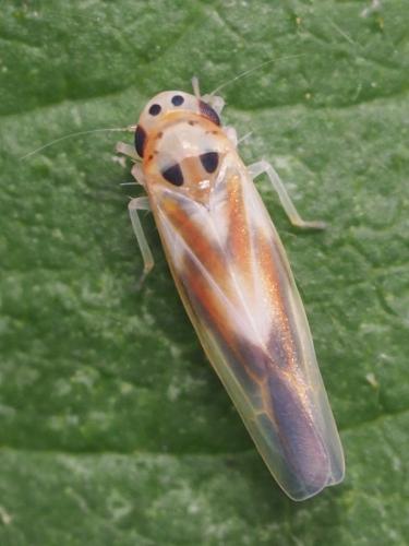 Réf. 345 701 : Arboridia sp.