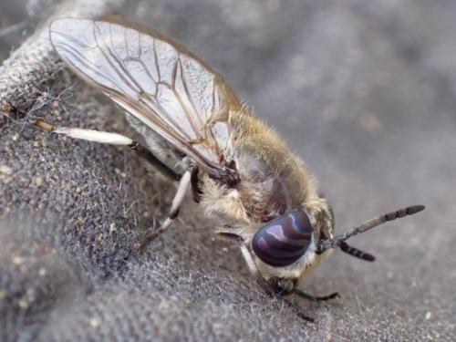 Réf. 345 825 : Heptatoma pellucens