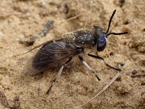 Réf. 345 824 : Heptatoma pellucens