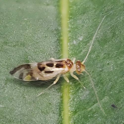 Graphopsocus cruciatus