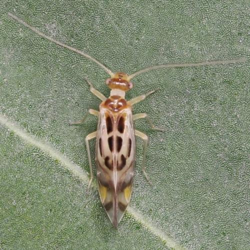 Réf. 345 851 : Graphopsocus cruciatus