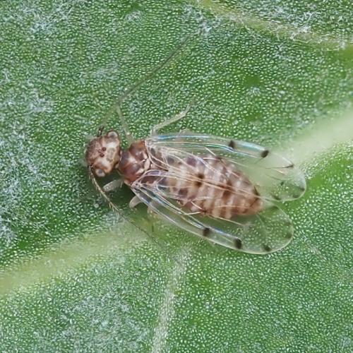 Réf. 345 853 : Ectopsocus petersi