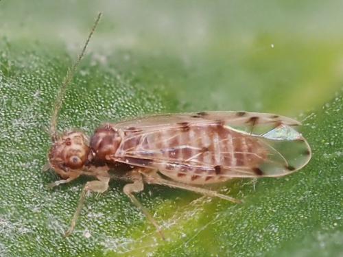 Ectopsocus petersi