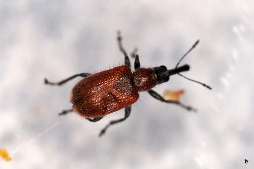 Lasiorhynchites coeruleocephalus