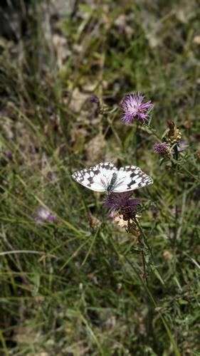 Réf. 345 417 : Melanargia lachesis