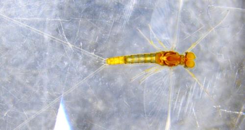 Procloeon pulchrum