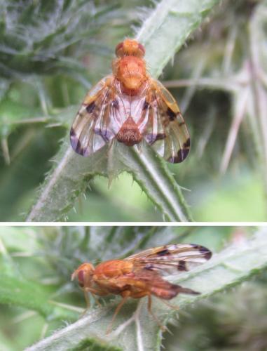 Réf. 345 926 : Xyphosia miliaria