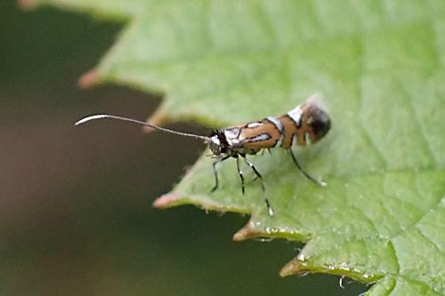 Réf. 345 790 : Phyllonorycter lautella