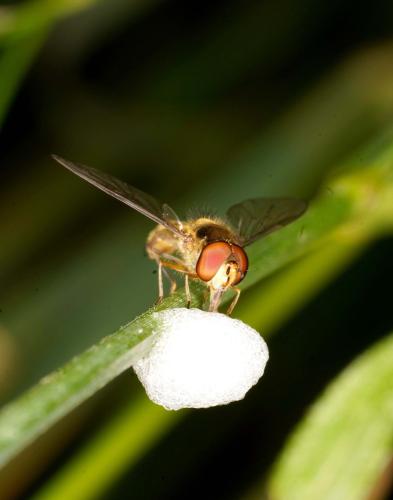 Réf. 345 508 : Meliscaeva auricollis