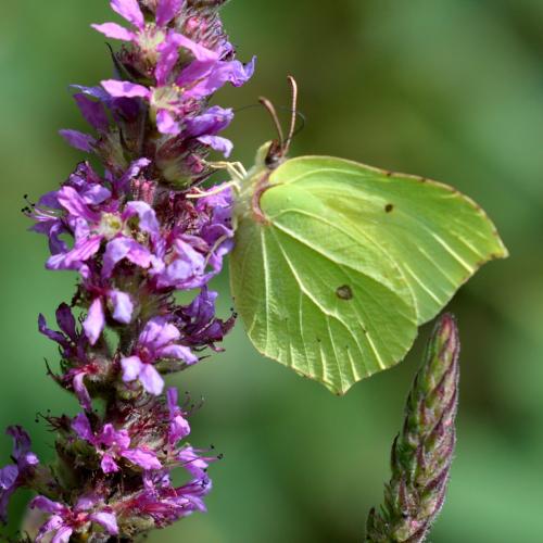 Gonepteryx rhamni