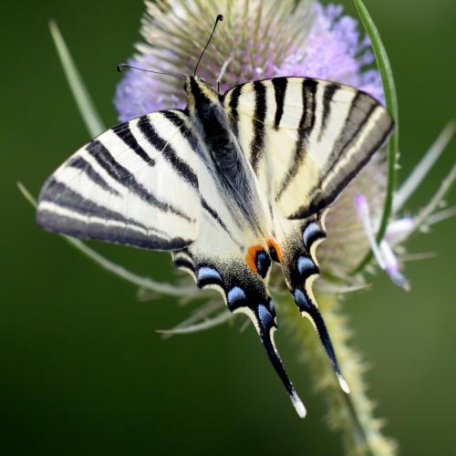 Réf. 345 974 : Iphiclides podalirius