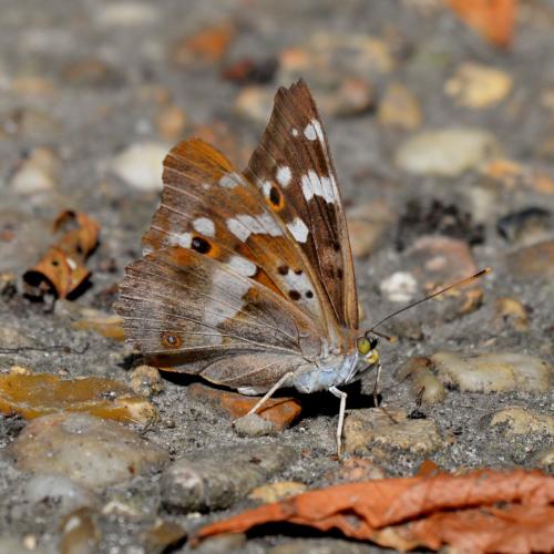 Apatura ilia