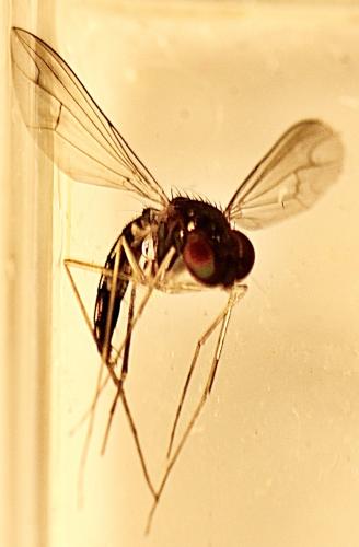 www.galerie-insecte.org/galerie/image/dos345/big/Sciapus%20sp.01-hl-T.%207%20mm.-Dolicopodidae-Lucon%20jardin-05%2007%202024-DSC_3562_00001.jpg