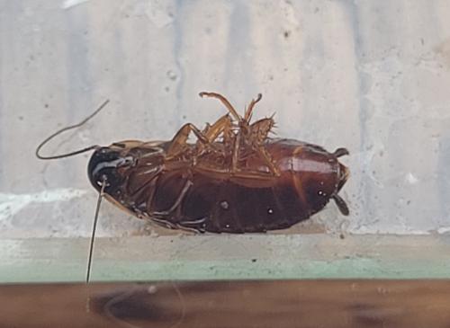 Loboptera canariensis