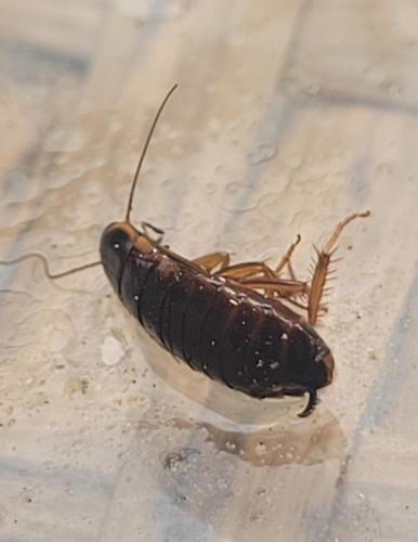 Loboptera canariensis