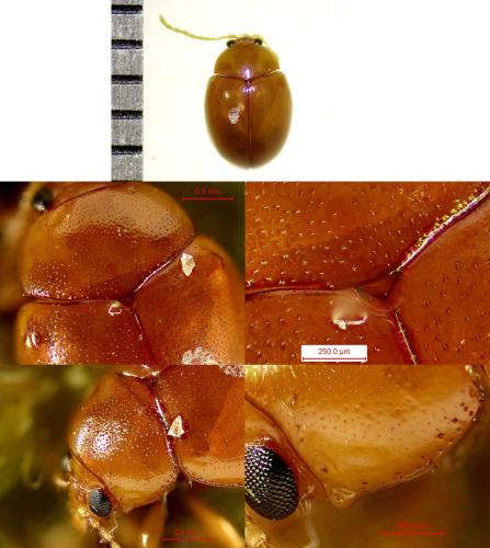Réf. 345 270 : Sphaeroderma sp.
