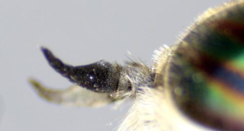 Tabanus nemoralis