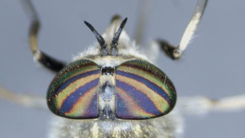 Tabanus nemoralis