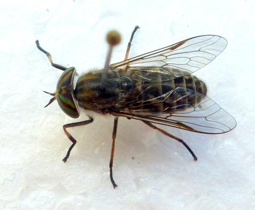 Tabanus nemoralis
