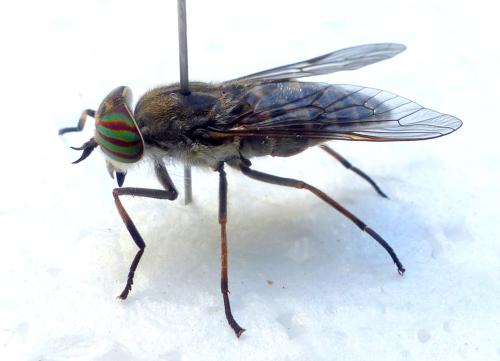 Tabanus nemoralis
