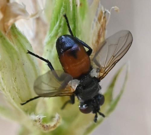Réf. 345 912 : Besseria sp.
