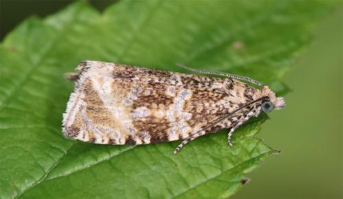 Réf. 345 621 : Celypha lacunana