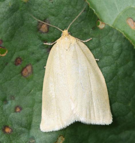 Zelotherses sp.