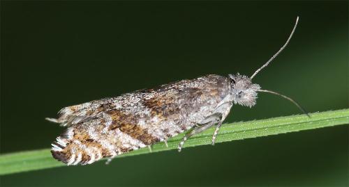 Réf. 345 635 : Ancylis unguicella