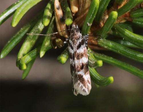 Prolita sexpunctella