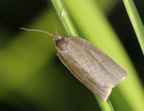 Réf. 345 676 : Aphelia viburnana