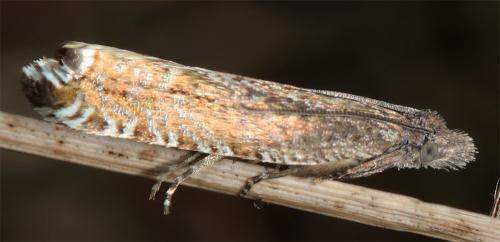 Ancylis sp.