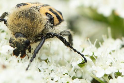 Réf. 345 004 : Trichius fasciatus