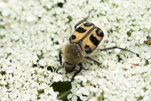 Trichius fasciatus