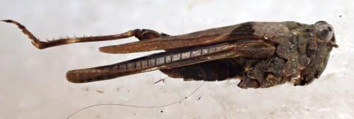 Paratettix meridionalis