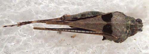 Paratettix meridionalis