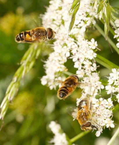 Réf. 345 510 : Eristalis nemorum